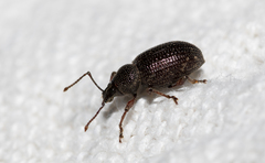 Otiorhynchus cribricollis