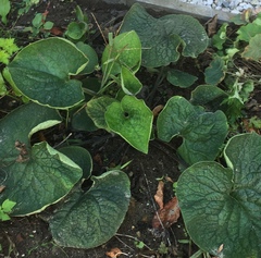 Brunnera
