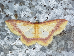 Eois fasciata