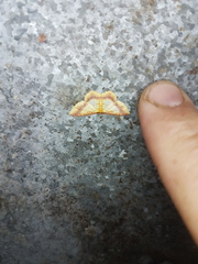 Eois fasciata