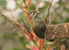 Dryobates spilogaster