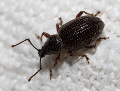 Otiorhynchus cribricollis
