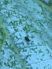 Microtechnites bractatus