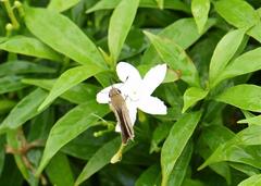 Borbo cinnara
