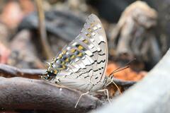 Charaxes solon