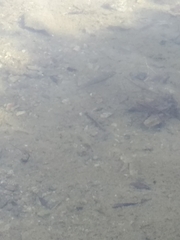 Squalius cephalus