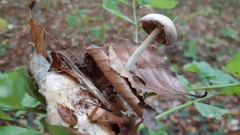 Collybiopsis peronata