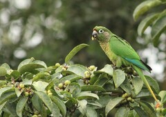 Pyrrhura frontalis