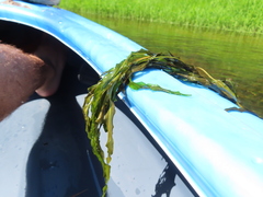 Potamogeton praelongus