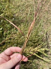 Andropogon virginicus