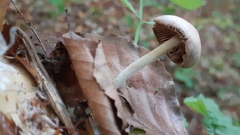 Collybiopsis peronata