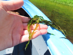 Potamogeton praelongus