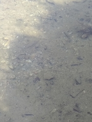 Squalius cephalus