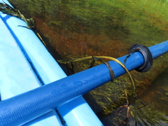 Potamogeton praelongus