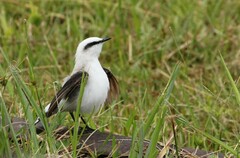 Fluvicola nengeta