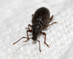 Otiorhynchus cribricollis
