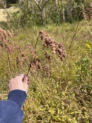 Anthephora pubescens