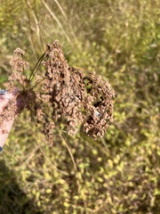 Anthephora pubescens