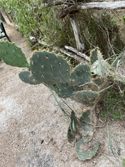 Opuntia lindheimeri