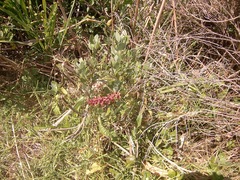 Chasmanthe aethiopica