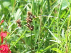 Scirpus atrovirens