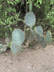 Opuntia lindheimeri