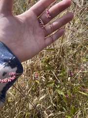 Persicaria longiseta