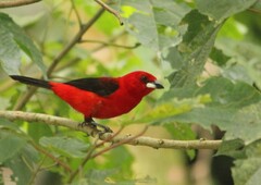 Ramphocelus bresilius