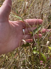 Persicaria longiseta