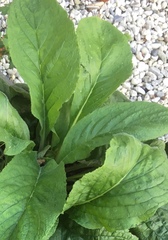 Pentaglottis sempervirens