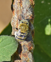 Amegilla garrula