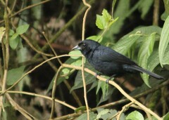 Tachyphonus coronatus