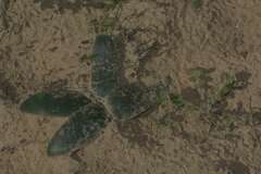 Brunsvigia orientalis