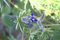 Lupinus cosentinii