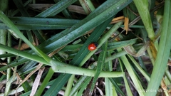 Cycloneda emarginata