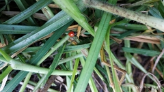 Cycloneda emarginata