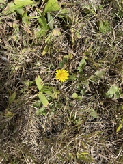 Taraxacum officinale