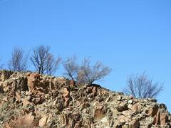 Prunus amygdalus