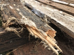 Pseudomerulius