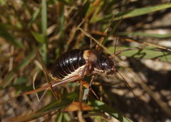 Ephippiger diurnus cunii