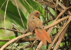 Phacellodomus erythrophthalmus
