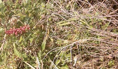 Chasmanthe aethiopica