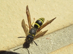 Eumeninae