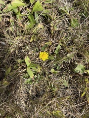Taraxacum officinale