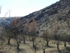 Prunus amygdalus