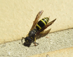Eumeninae