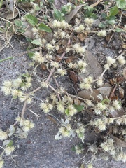 Alternanthera pungens