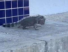 Iguana iguana