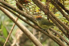 Hylophilus poicilotis