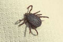 Rhipicephalus sanguineus